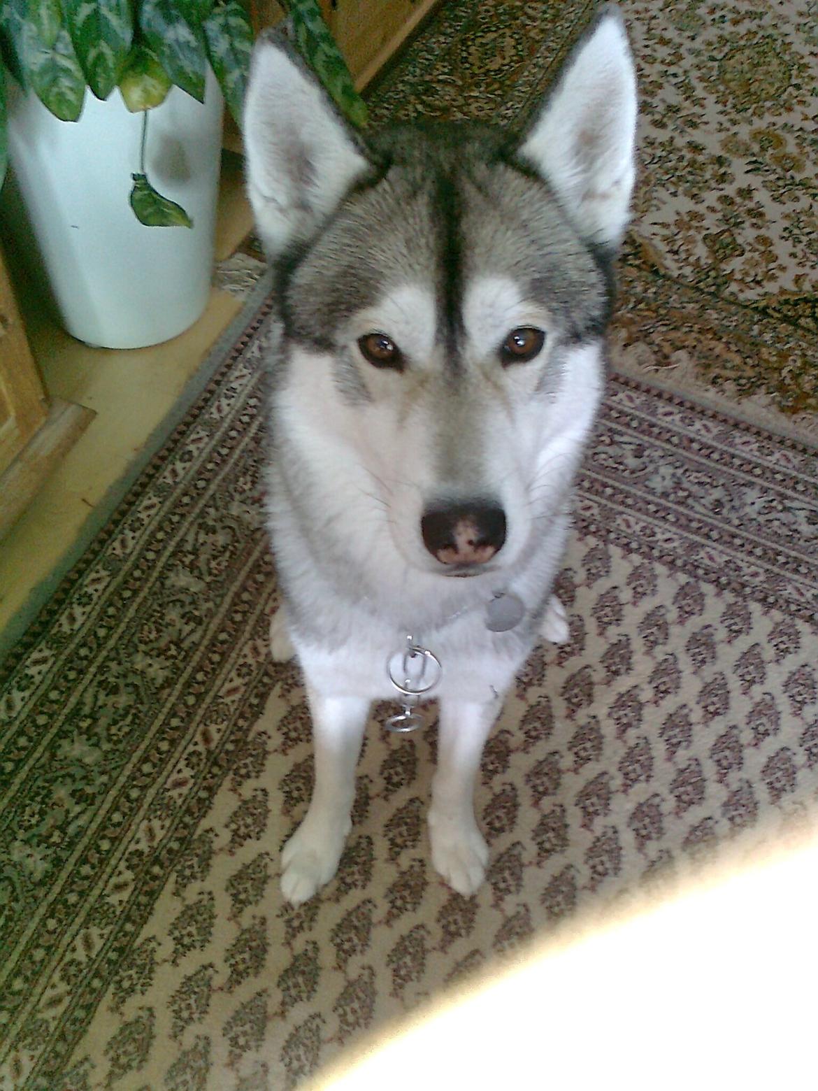 Siberian husky Balder   billede 3