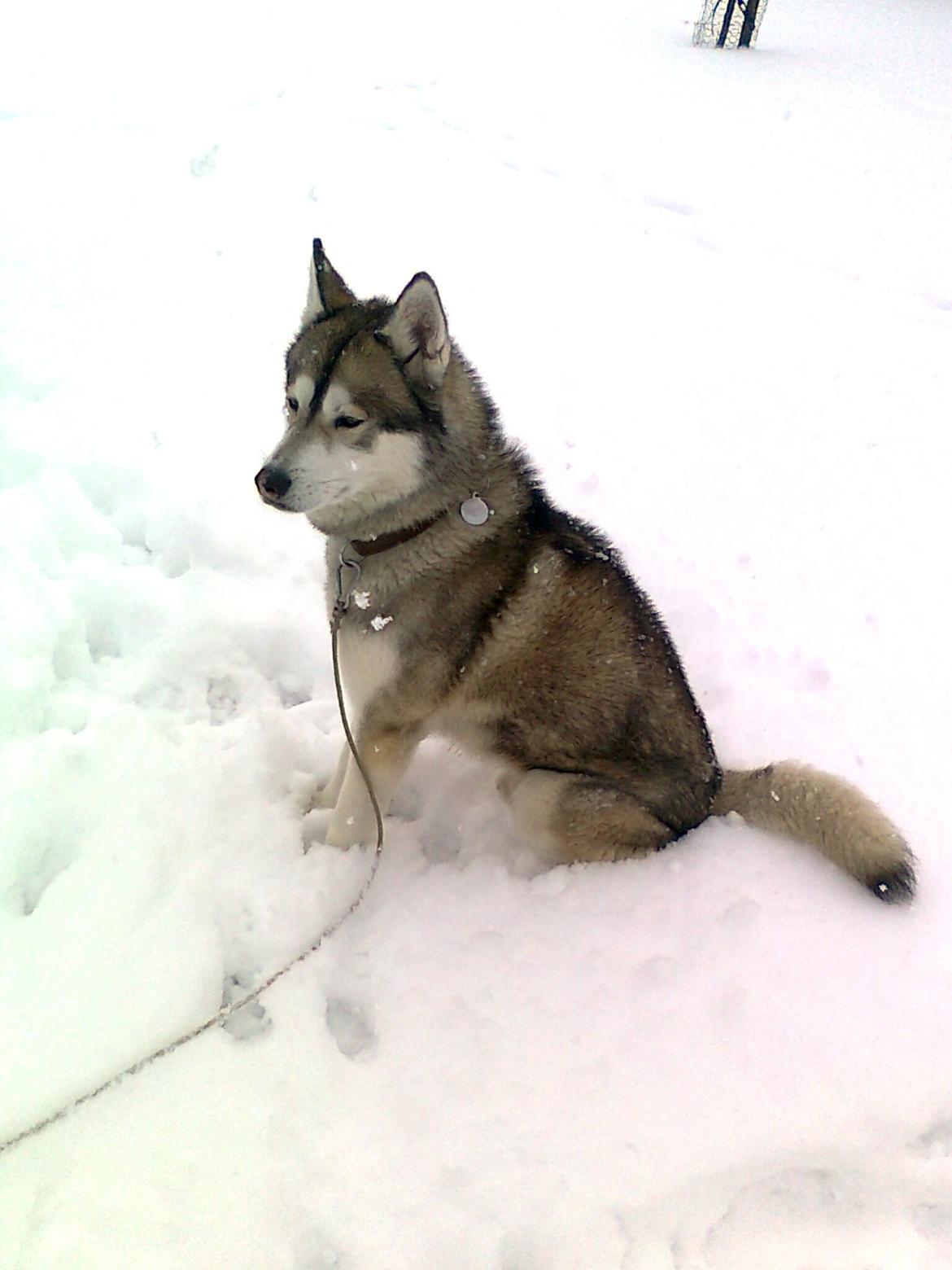 Siberian husky Balder   billede 2