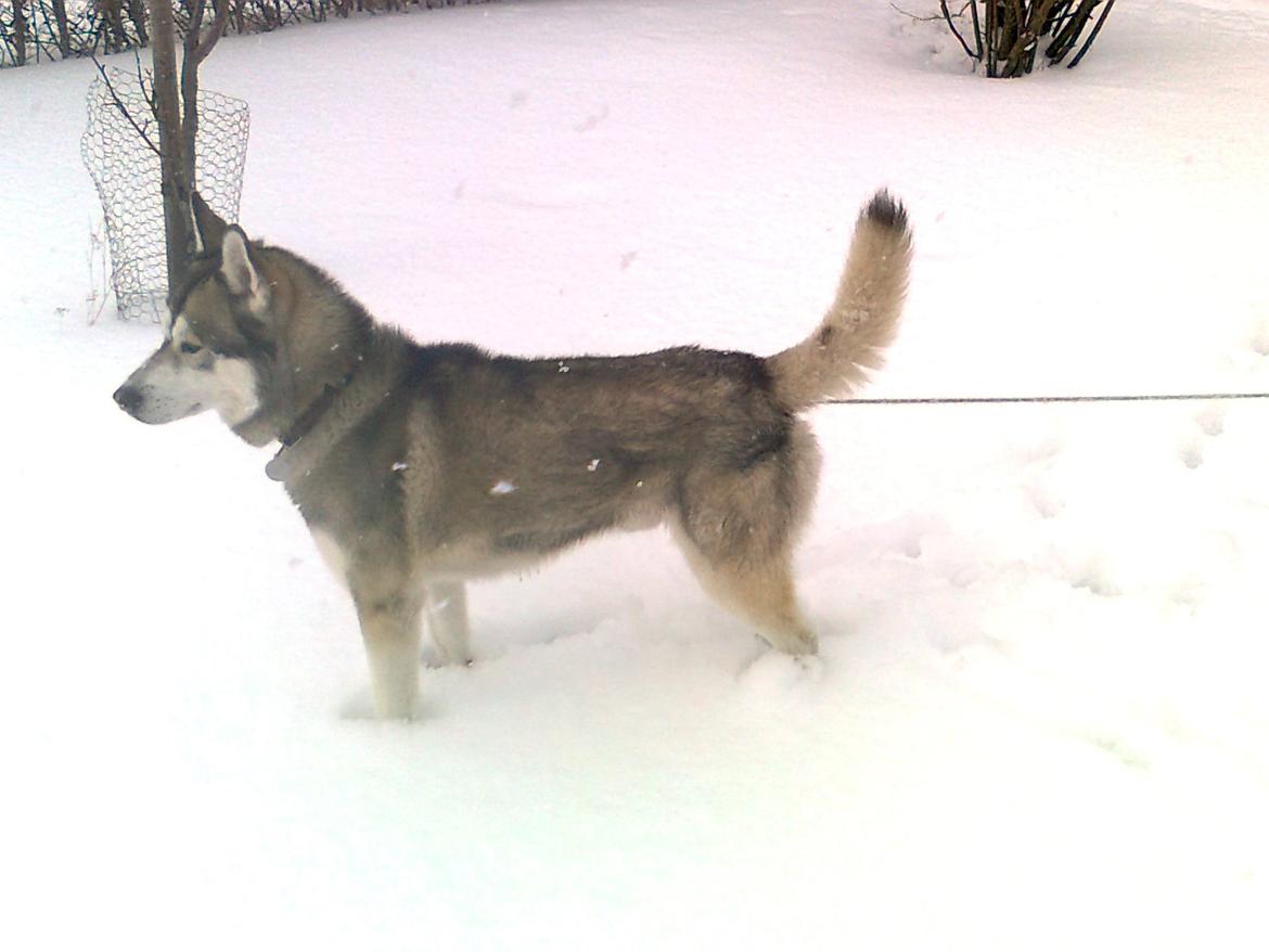 Siberian husky Balder   billede 4