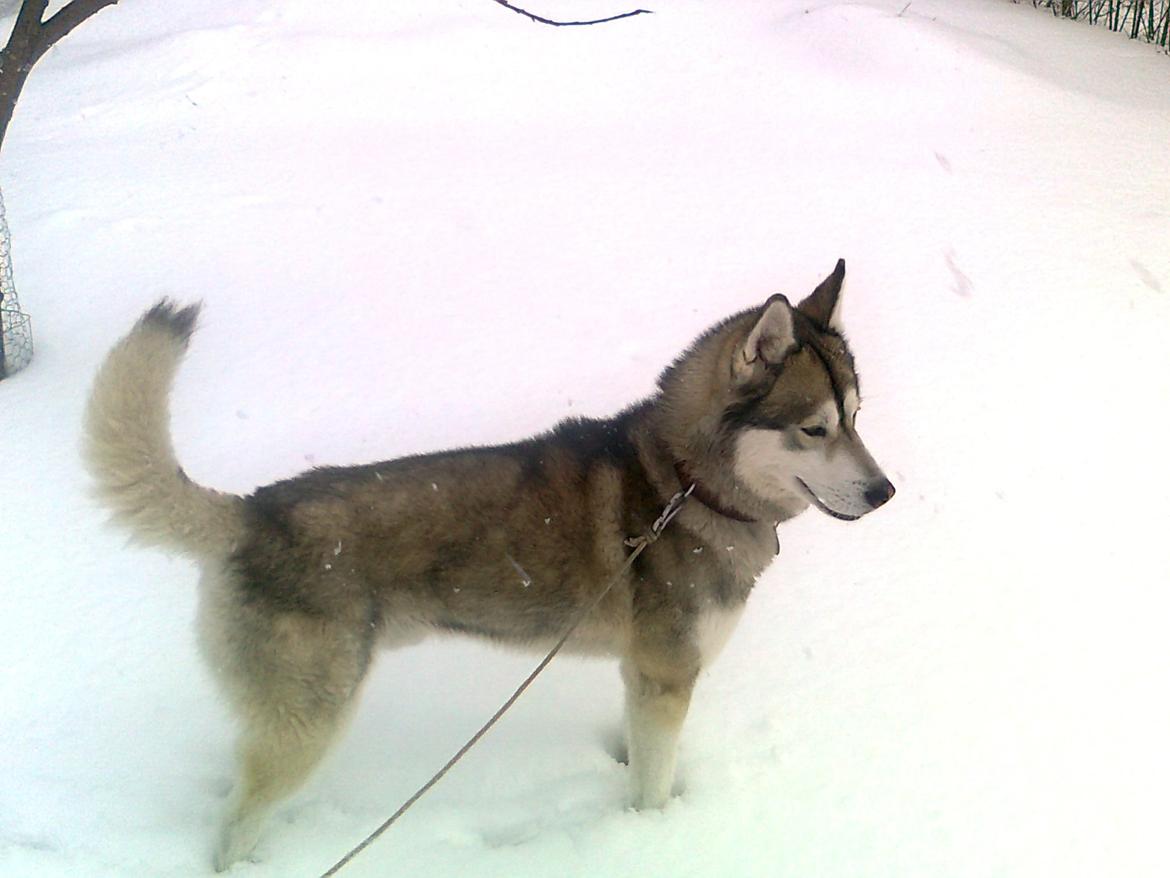 Siberian husky Balder   billede 1
