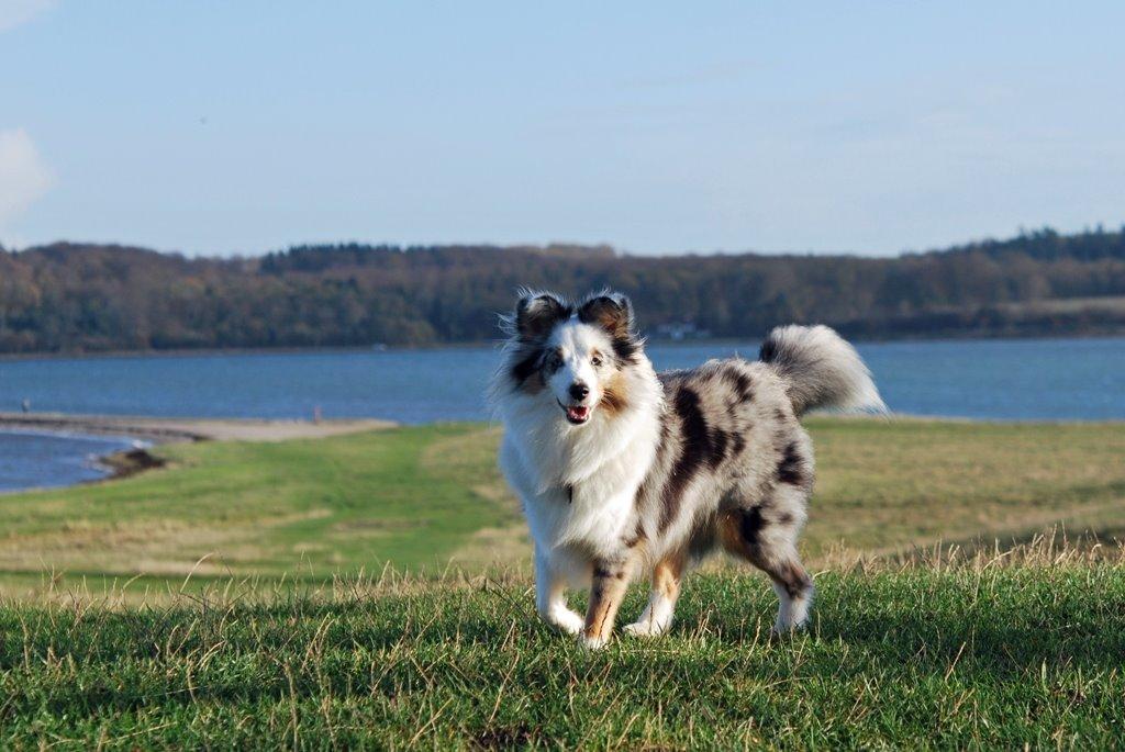 Shetland sheepdog Mejse billede 13
