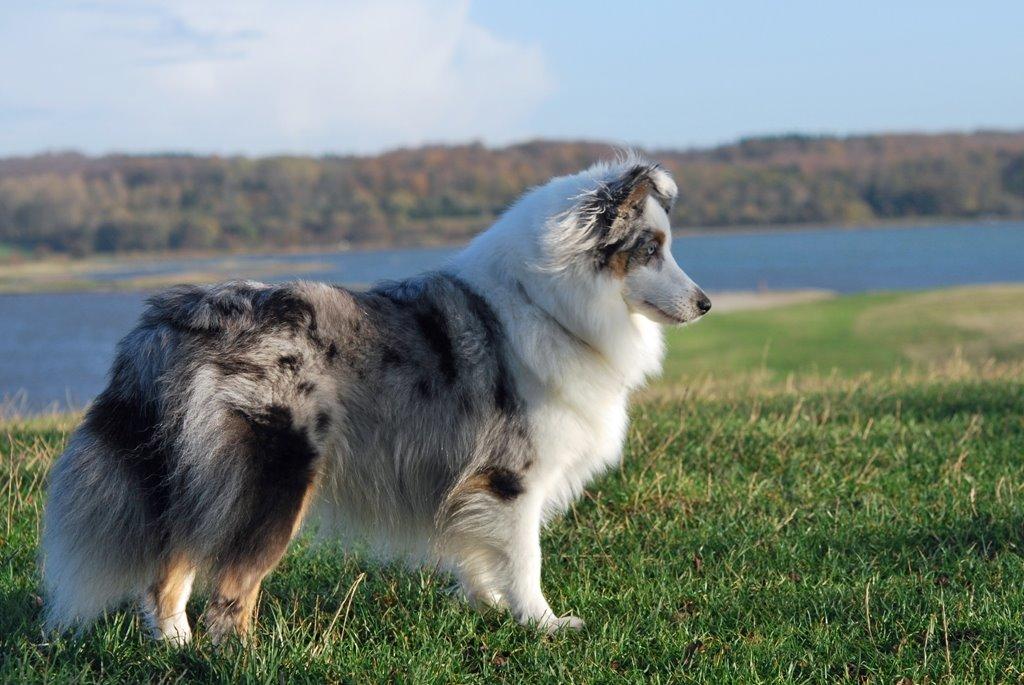 Shetland sheepdog Mejse billede 1