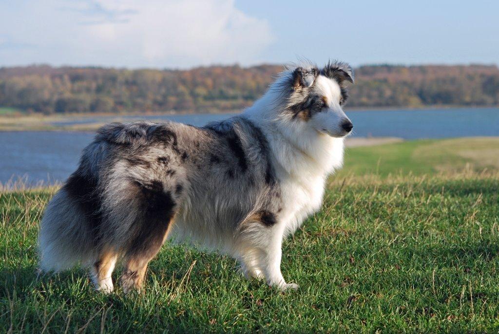 Shetland sheepdog Mejse billede 14