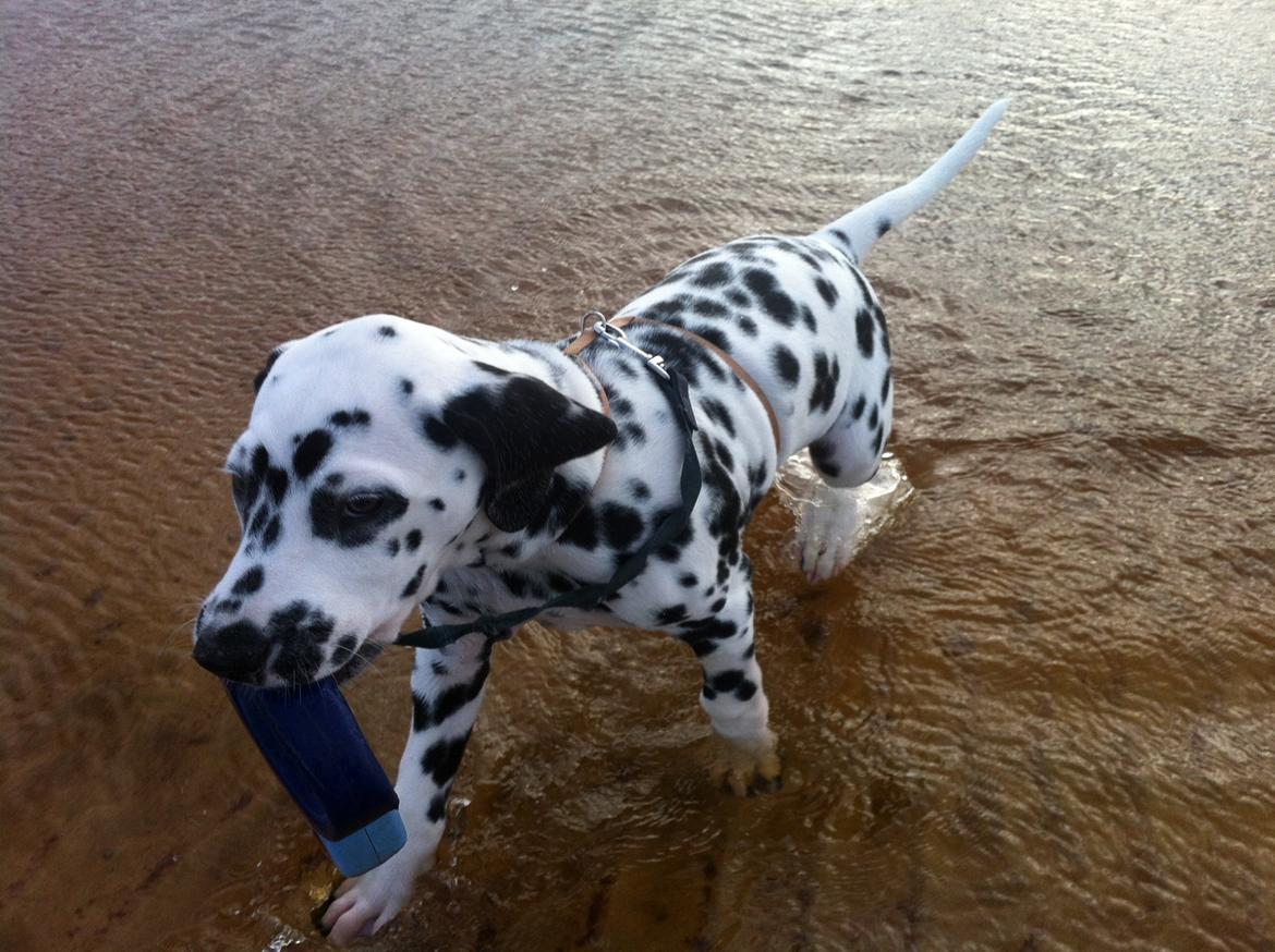 Dalmatiner Smilladalma's Nellike billede 6