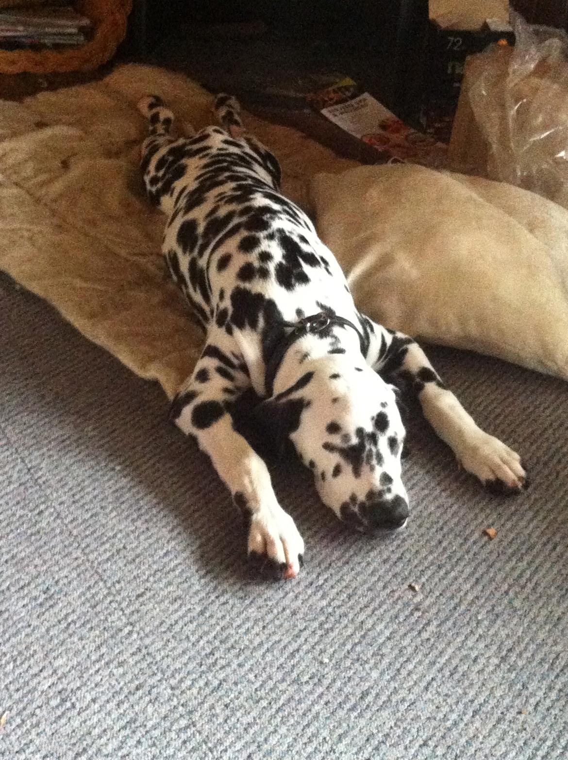 Dalmatiner Smilladalma's Nellike billede 7