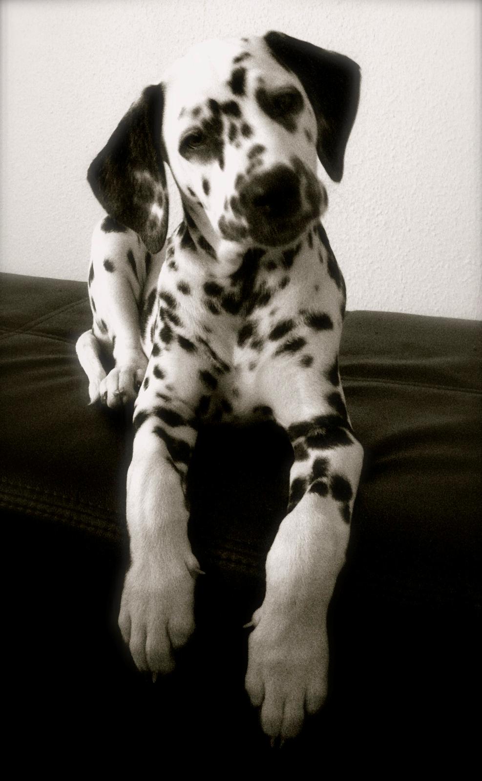 Dalmatiner Smilladalma's Nellike billede 1