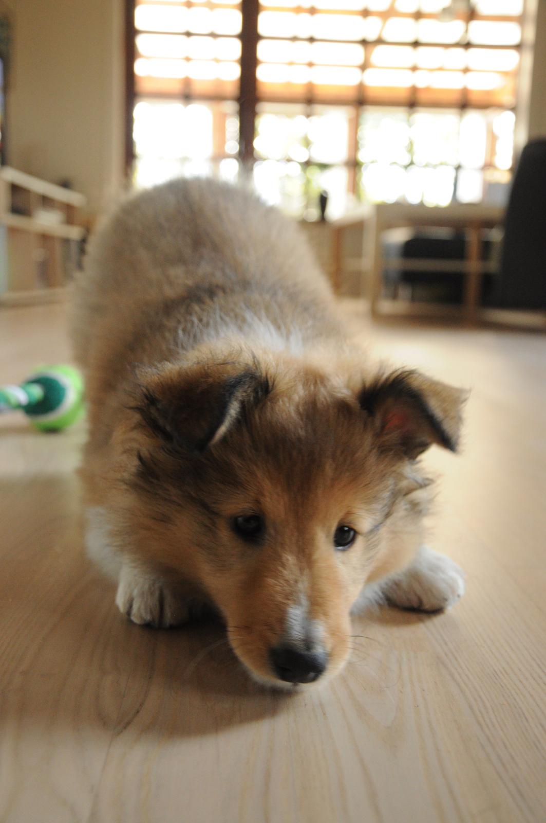 Shetland sheepdog Jenner's Loving Afrodite Sif billede 1