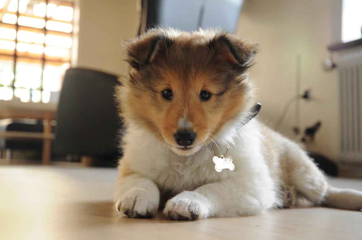 Shetland sheepdog Jenner's Loving Afrodite Sif billede 2