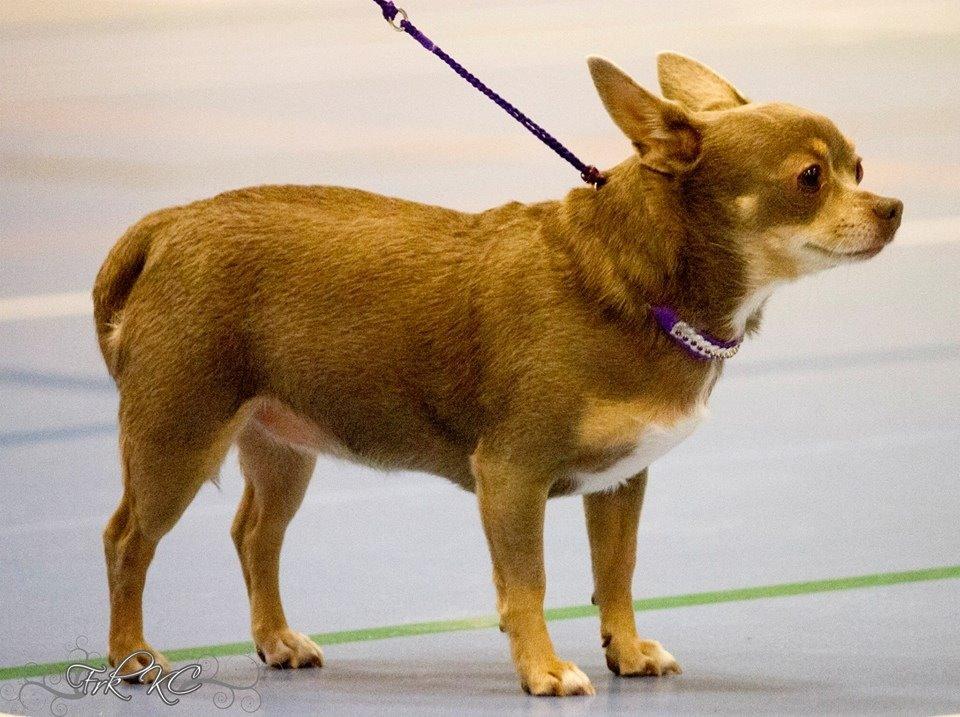 Chihuahua Shelby *03.10.* billede 2