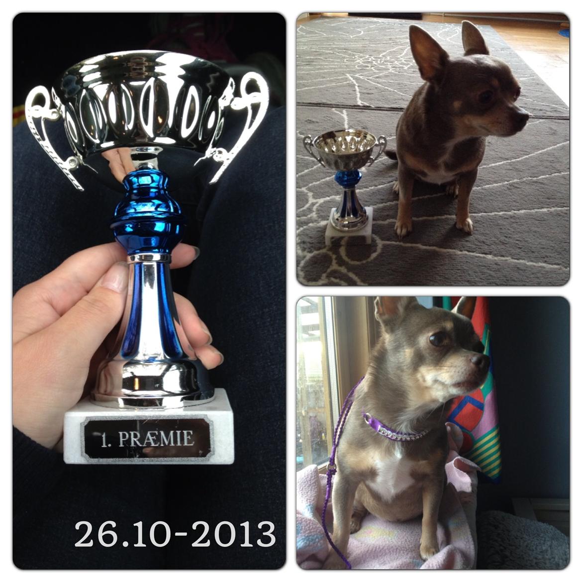 Chihuahua Shelby *03.10.* billede 1