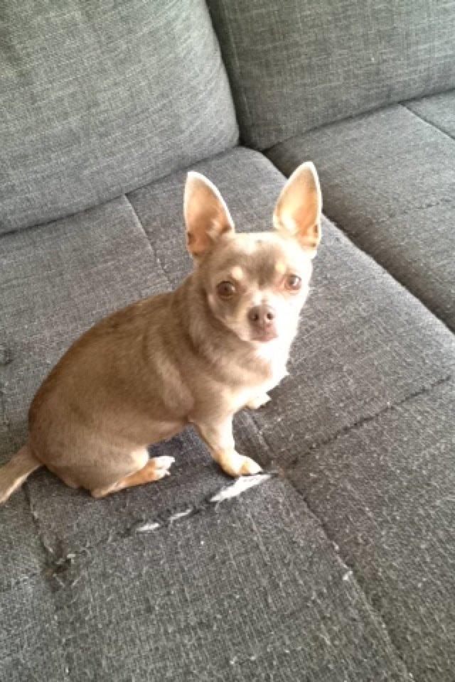 Chihuahua Shelby *03.10.* billede 4