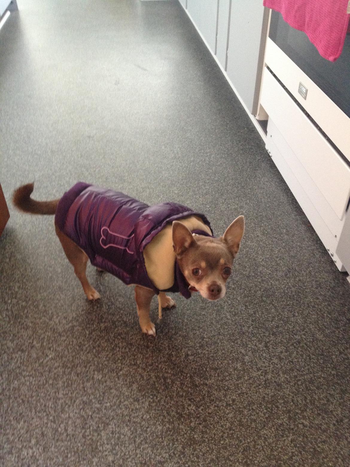 Chihuahua Shelby *03.10.* billede 3