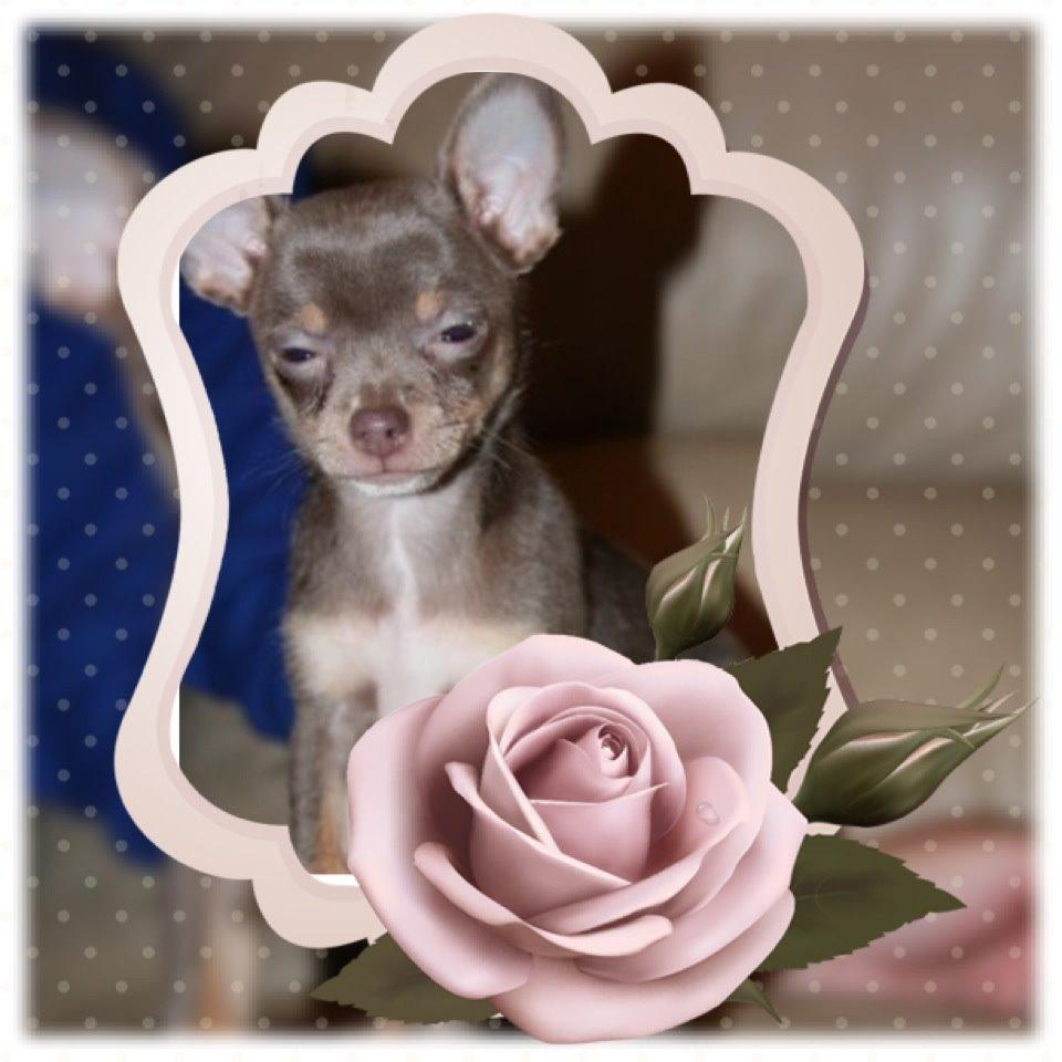 Chihuahua Shelby *03.10.* billede 19