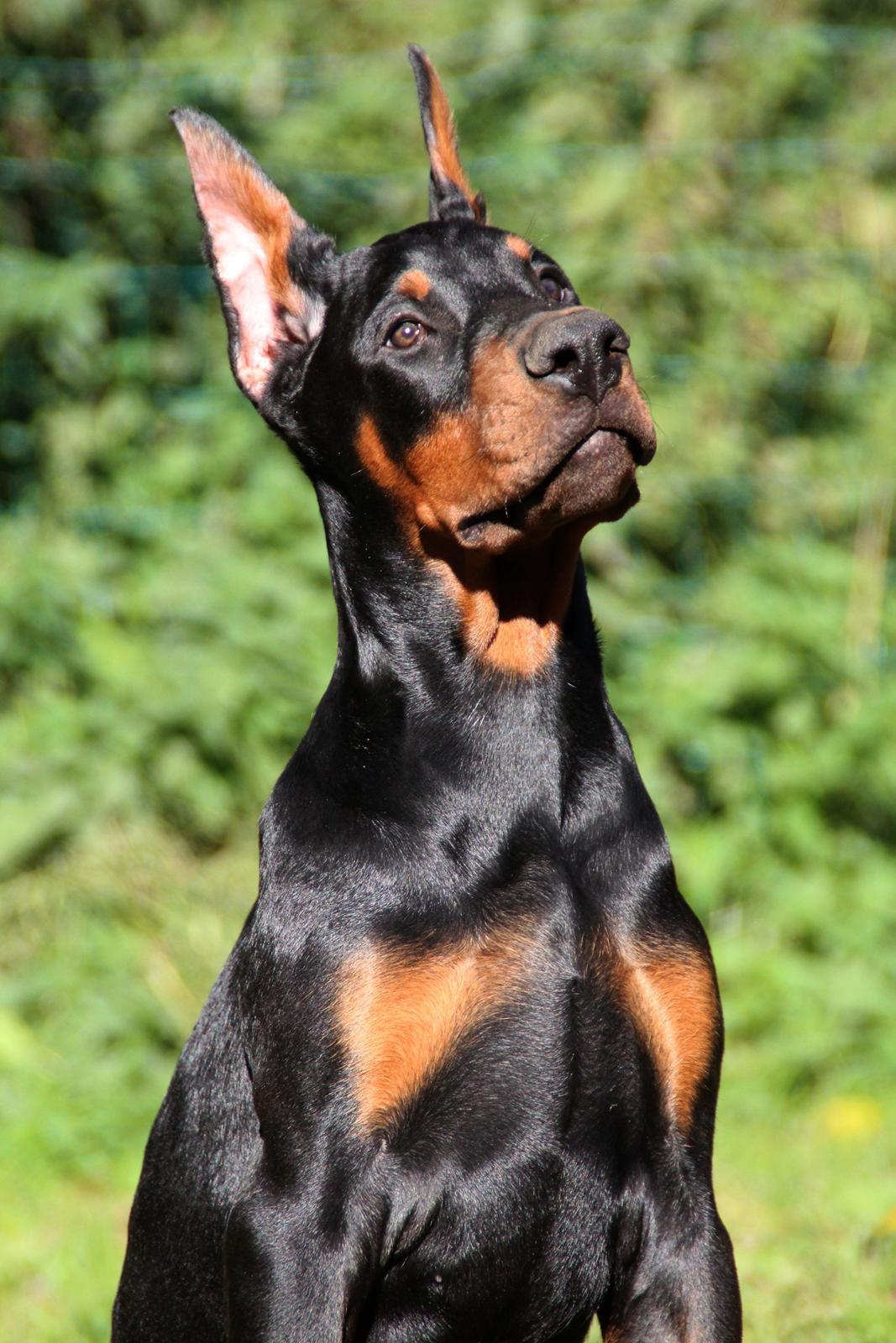 Dobermann LTJCH PLJW14 BALJW14 ROCH Tahi-Reme Jedi billede 34