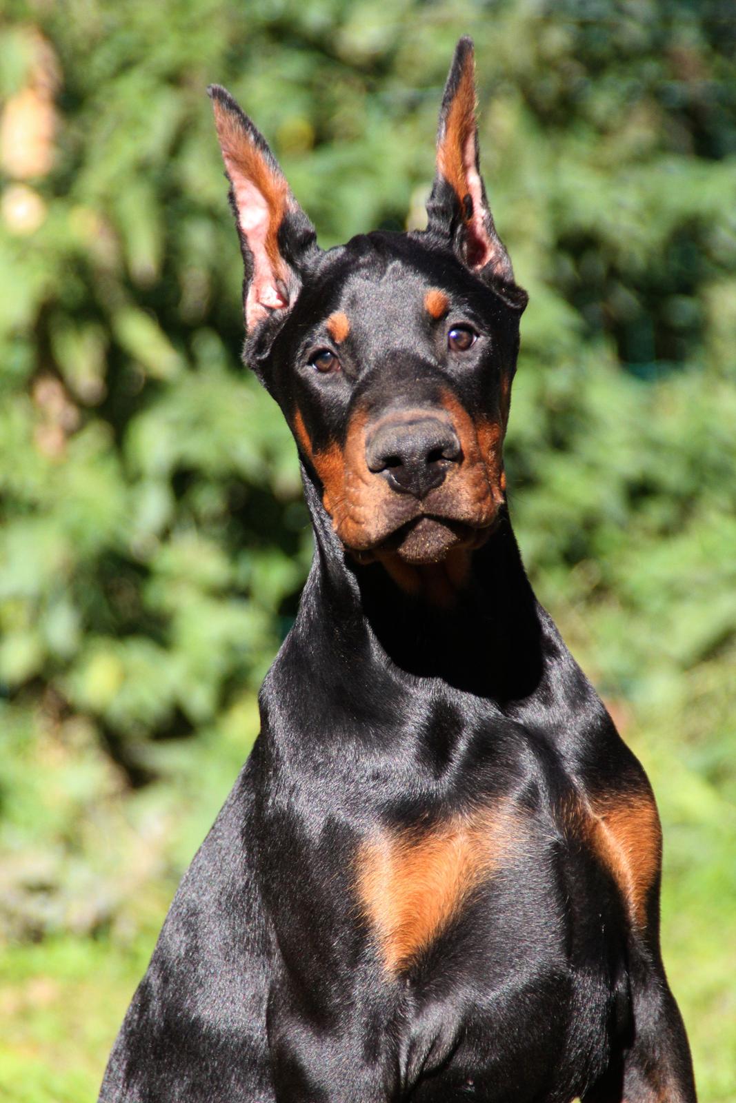 Dobermann LTJCH PLJW14 BALJW14 ROCH Tahi-Reme Jedi billede 35