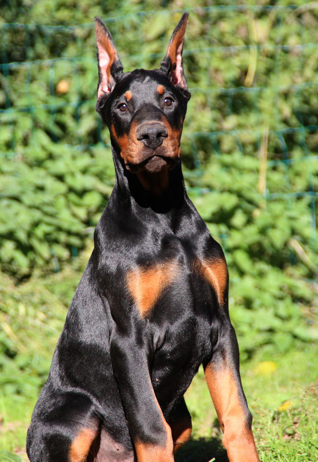 Dobermann LTJCH PLJW14 BALJW14 ROCH Tahi-Reme Jedi billede 36