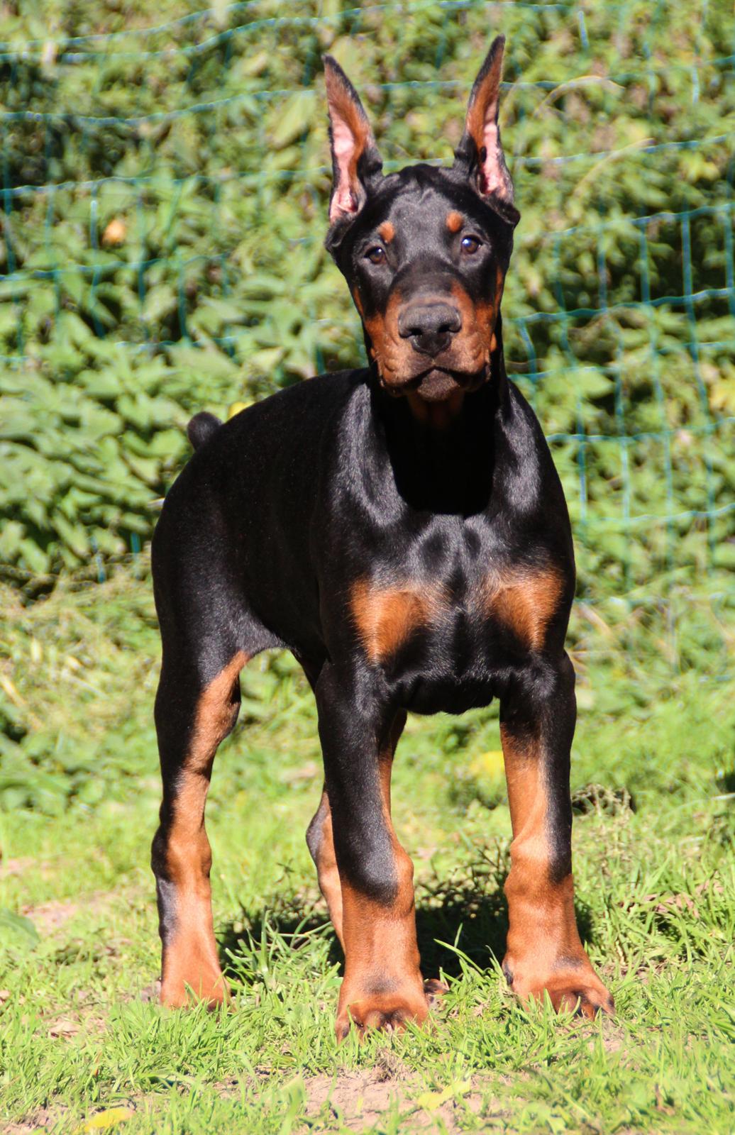 Dobermann LTJCH PLJW14 BALJW14 ROCH Tahi-Reme Jedi billede 37