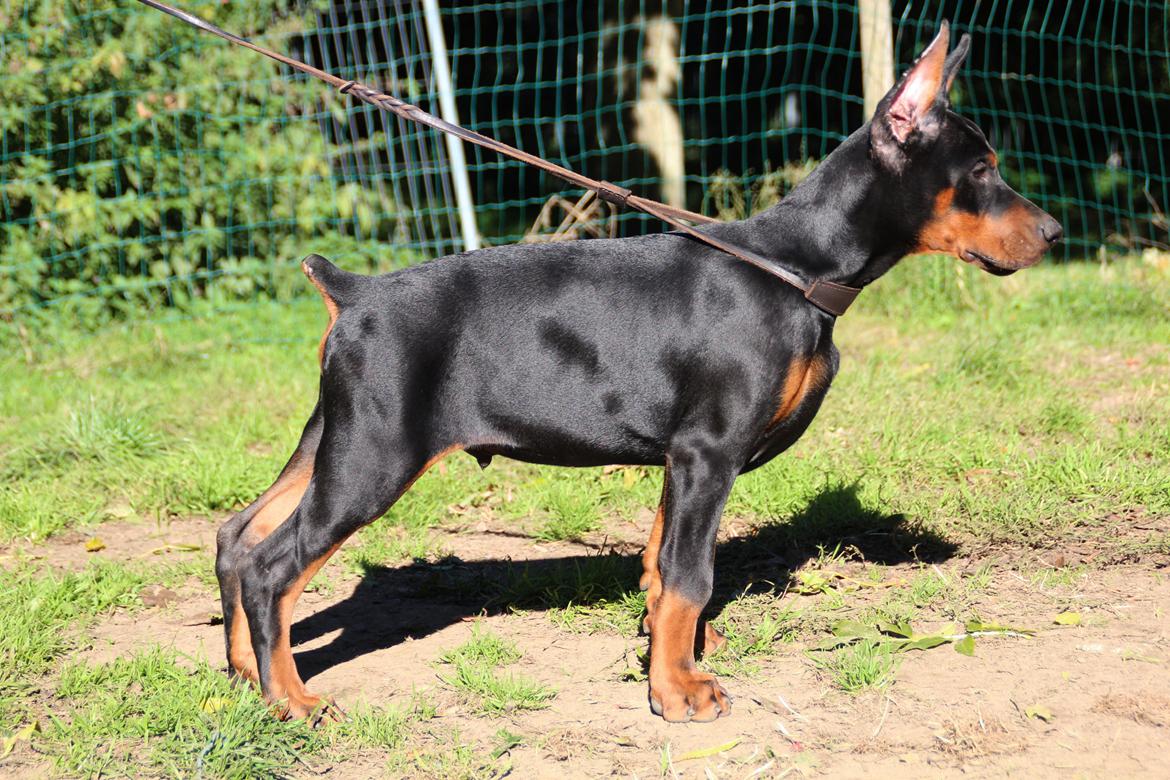 Dobermann LTJCH PLJW14 BALJW14 ROCH Tahi-Reme Jedi billede 38