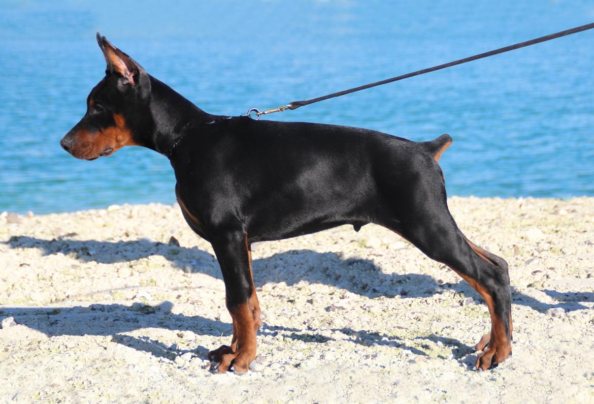 Dobermann LTJCH PLJW14 BALJW14 ROCH Tahi-Reme Jedi billede 33