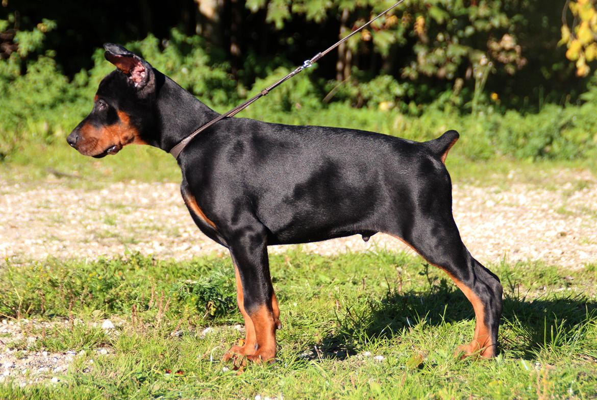 Dobermann LTJCH PLJW14 BALJW14 ROCH Tahi-Reme Jedi billede 39