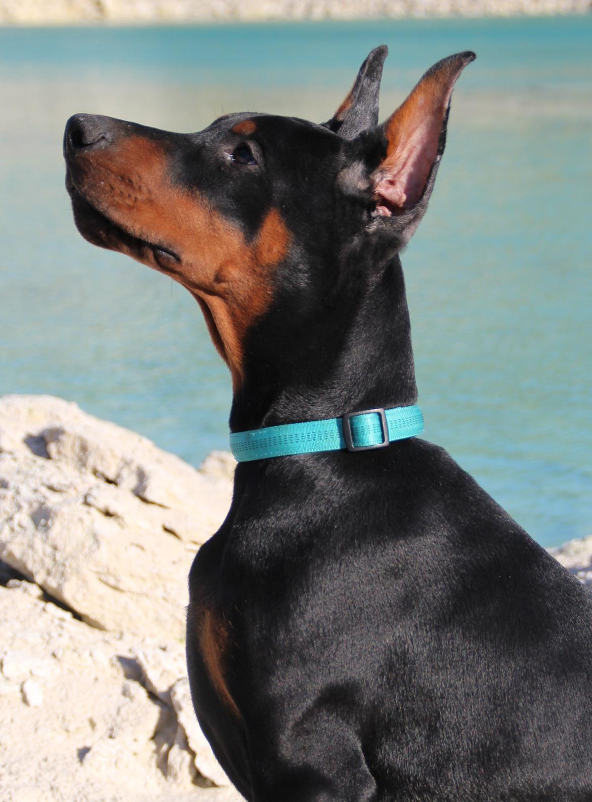 Dobermann LTJCH PLJW14 BALJW14 ROCH Tahi-Reme Jedi billede 32