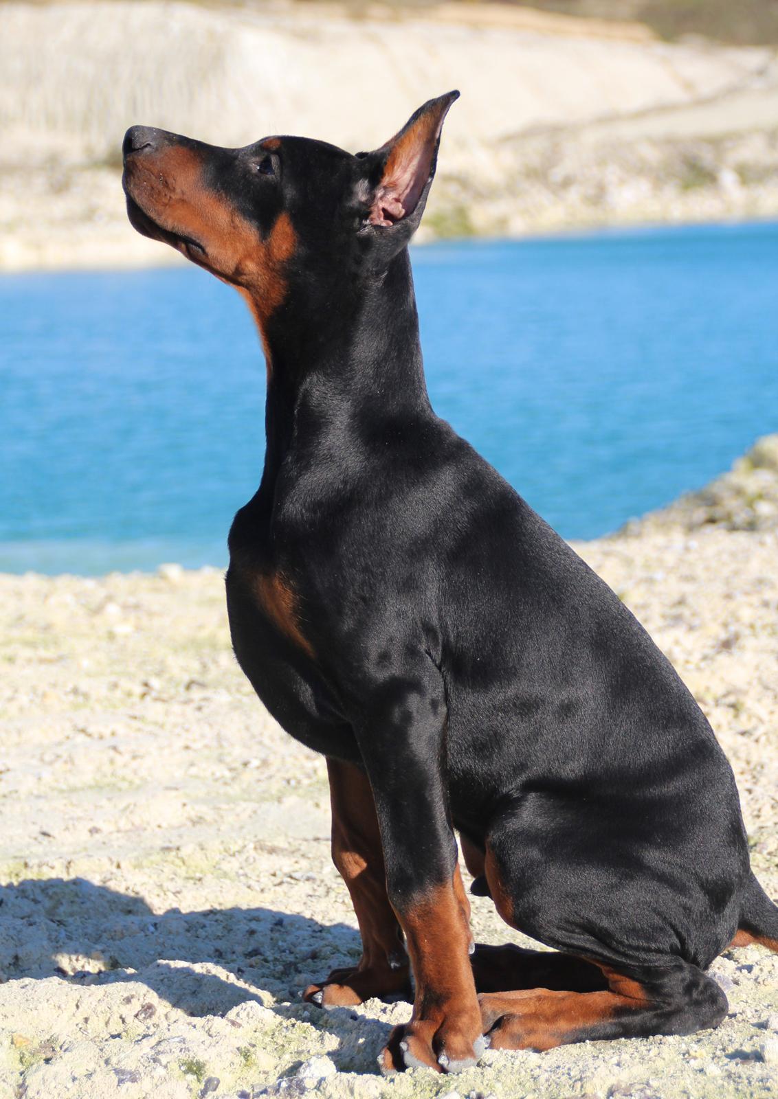 Dobermann LTJCH PLJW14 BALJW14 ROCH Tahi-Reme Jedi billede 30