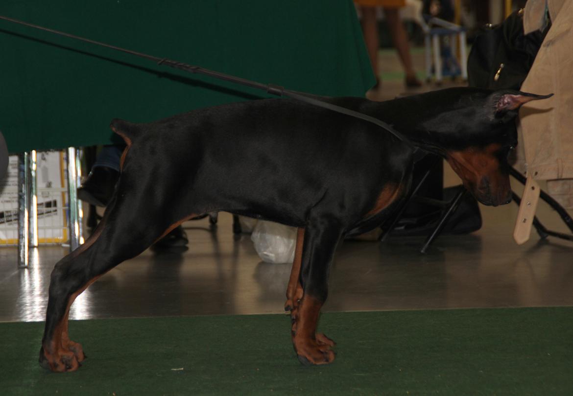 Dobermann LTJCH PLJW14 BALJW14 ROCH Tahi-Reme Jedi billede 40