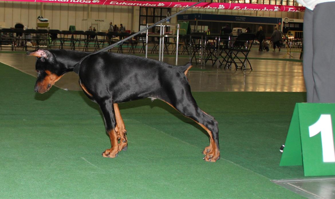 Dobermann LTJCH PLJW14 BALJW14 ROCH Tahi-Reme Jedi billede 41