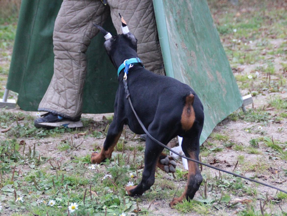 Dobermann LTJCH PLJW14 BALJW14 ROCH Tahi-Reme Jedi billede 43