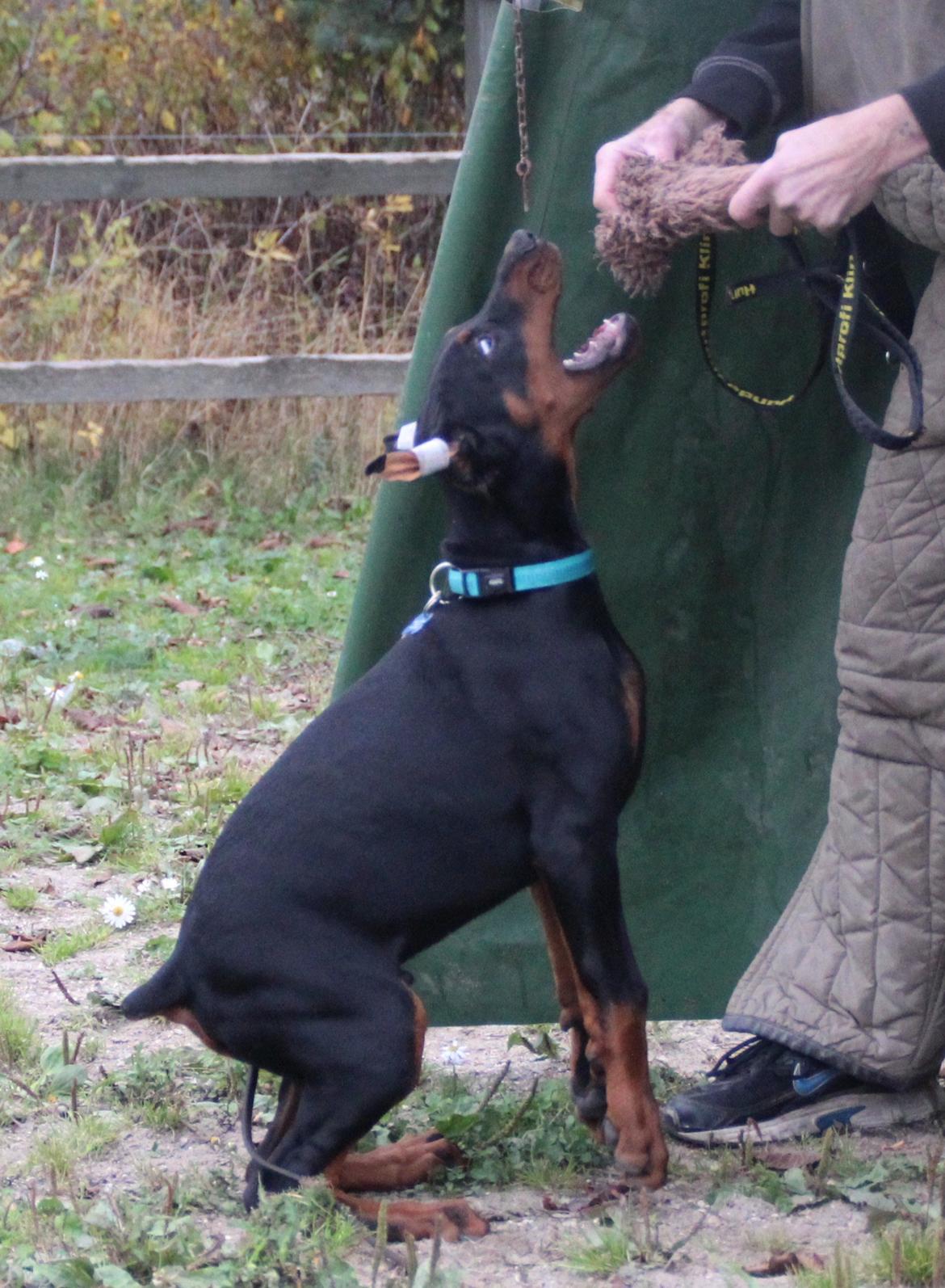 Dobermann LTJCH PLJW14 BALJW14 ROCH Tahi-Reme Jedi billede 44