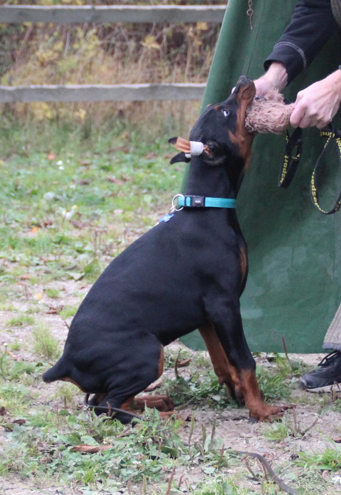 Dobermann LTJCH PLJW14 BALJW14 ROCH Tahi-Reme Jedi billede 45