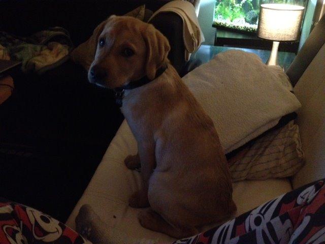 Labrador retriever Carlos billede 10