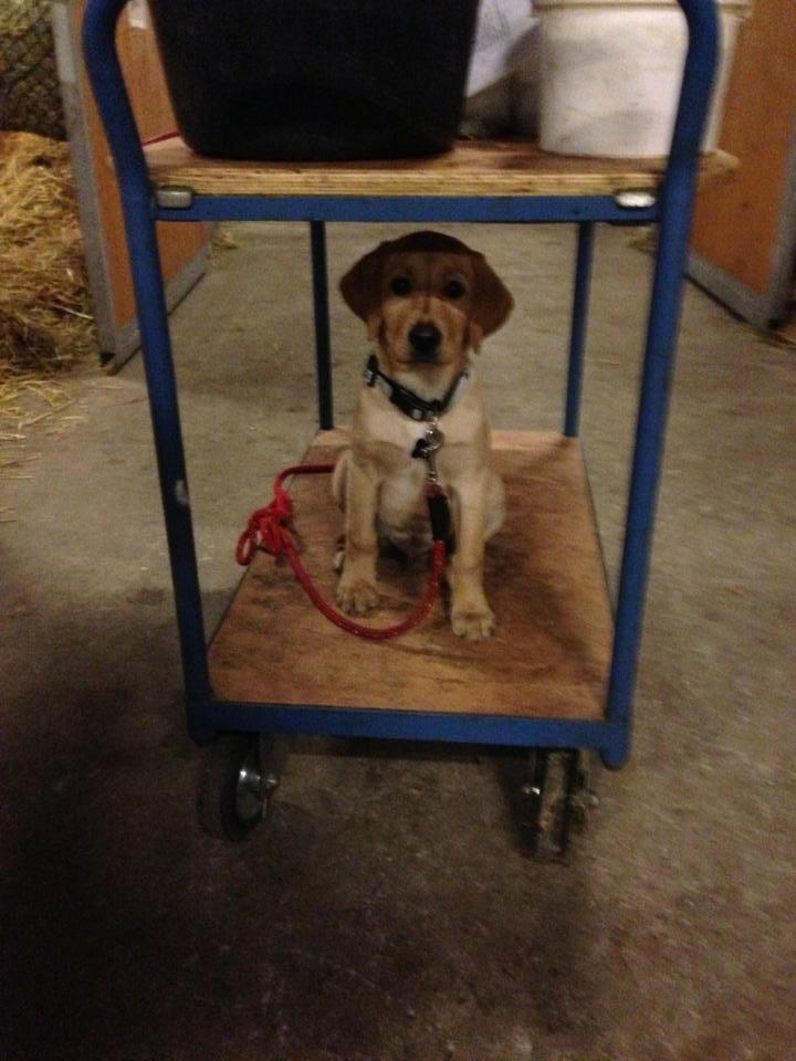 Labrador retriever Carlos billede 11