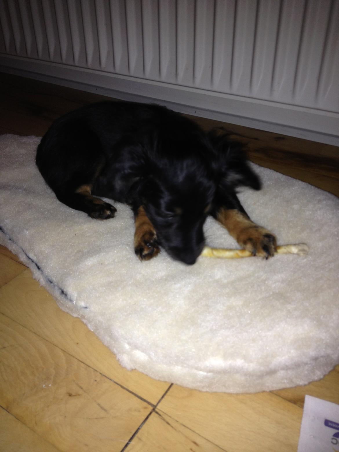 Blanding af racer Tessi - mmm tyggeben det er lækkert :D billede 11