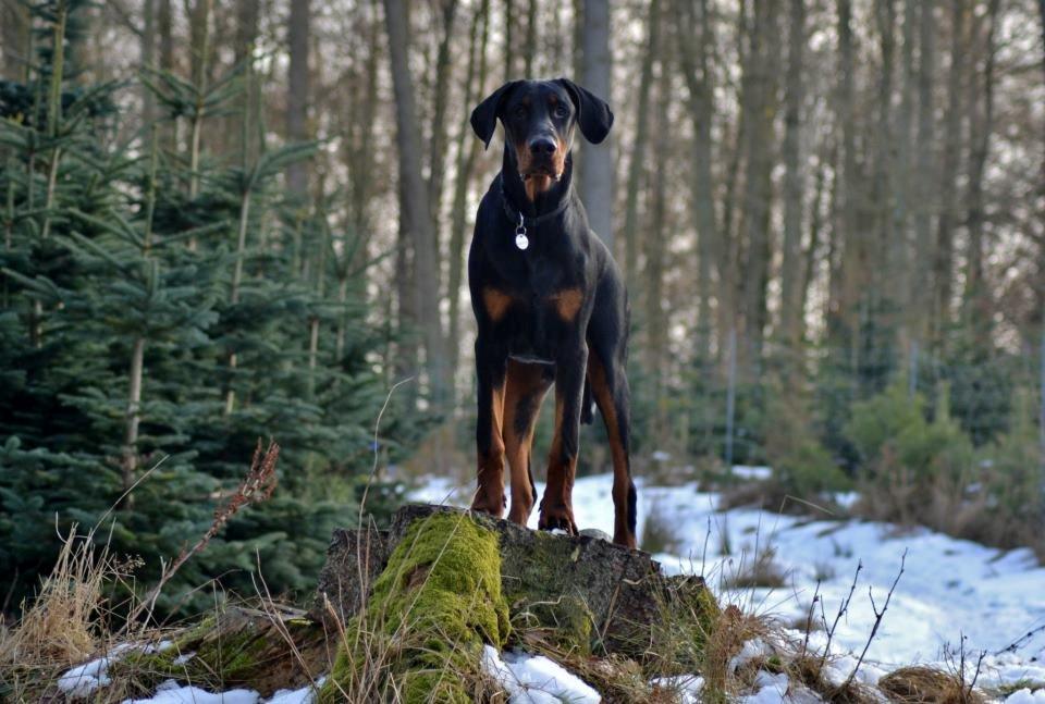 Dobermann Villy billede 6