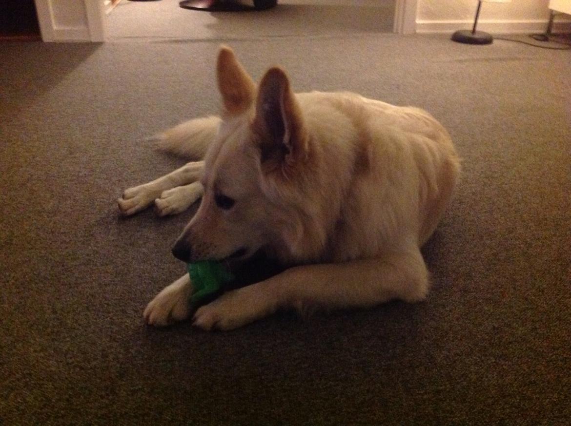 Blanding af racer Charlie billede 7