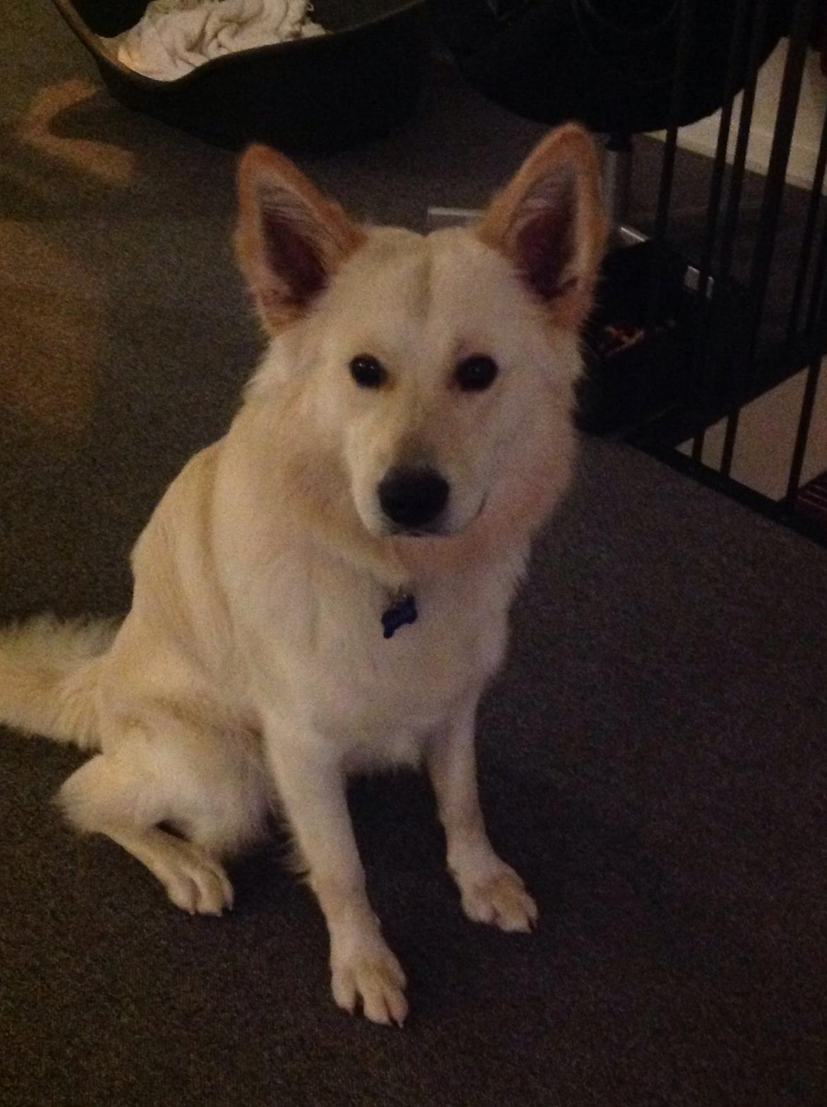 Blanding af racer Charlie billede 8