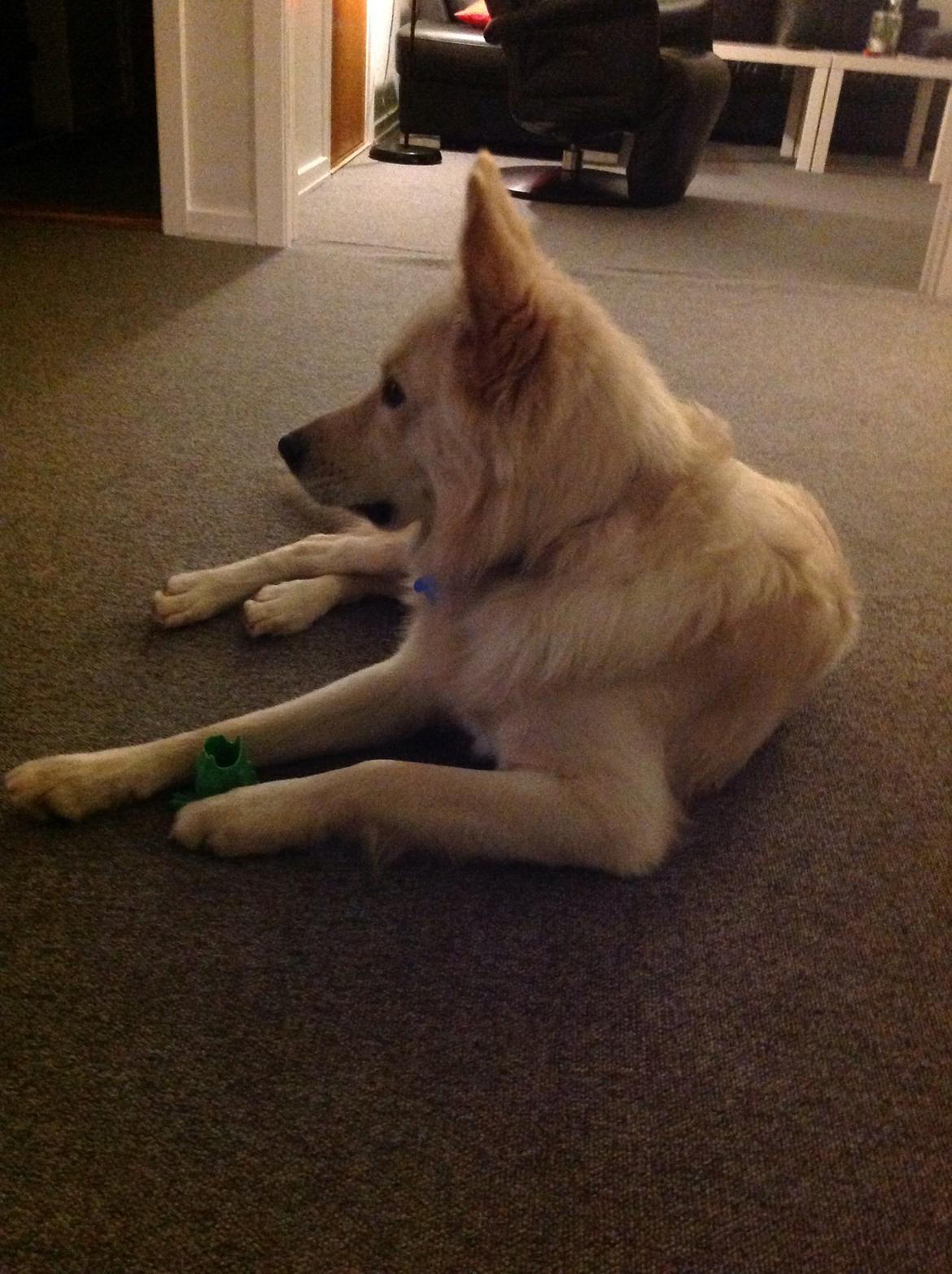 Blanding af racer Charlie billede 9