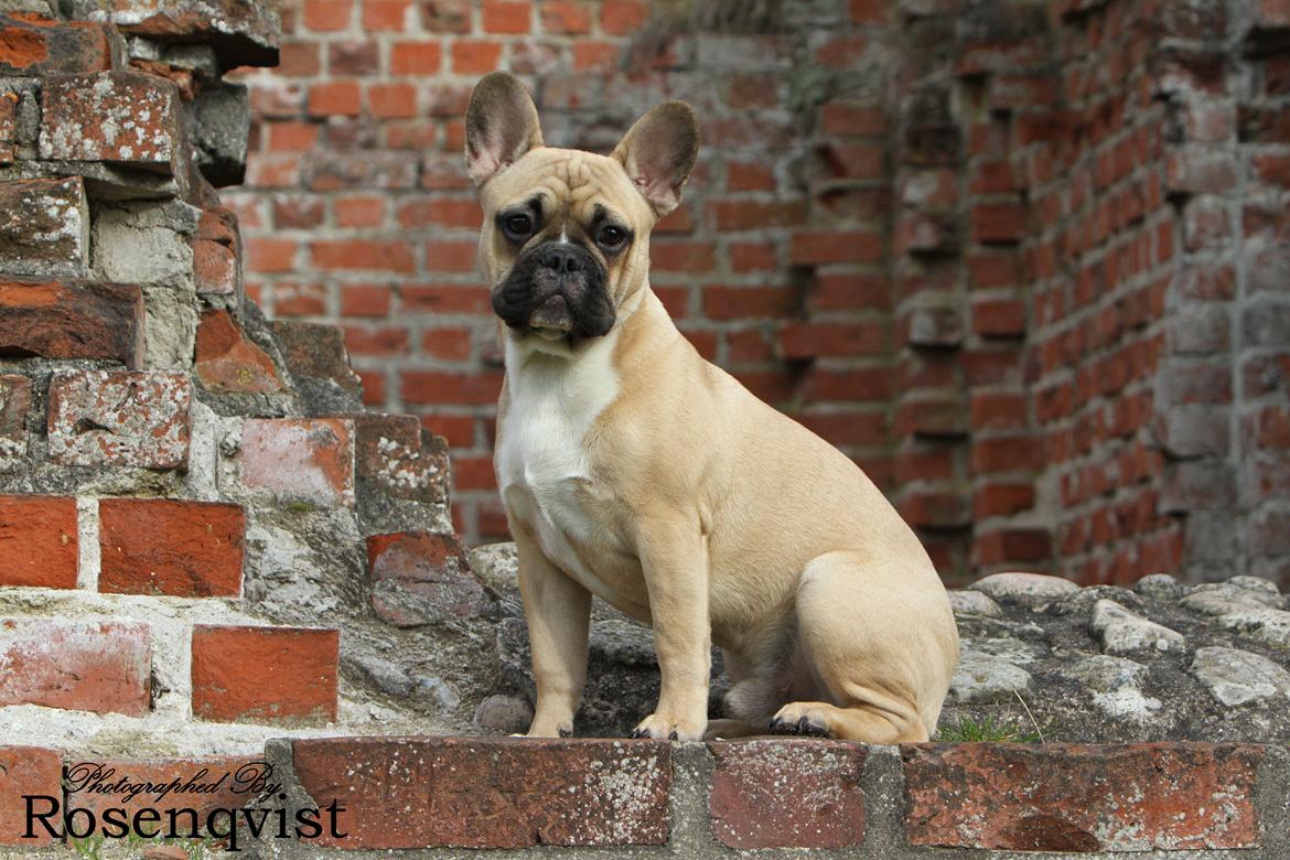 Fransk bulldog Joe billede 14