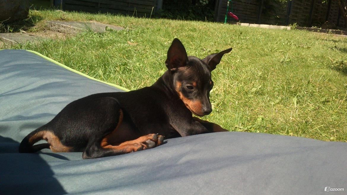 Dvaergpinscher Dobber billede 5