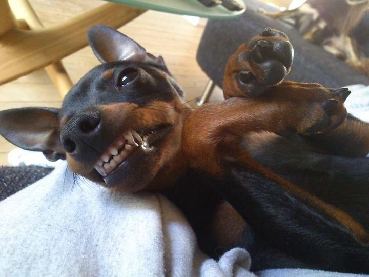 Dvaergpinscher Dobber billede 6