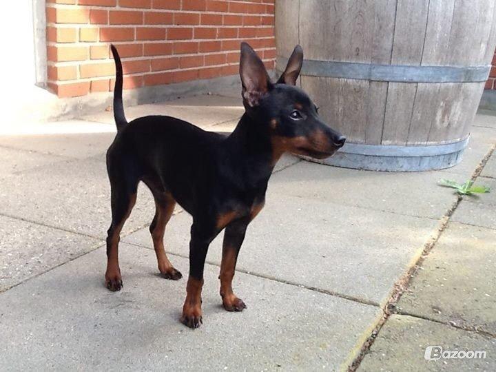 Dvaergpinscher Dobber billede 7