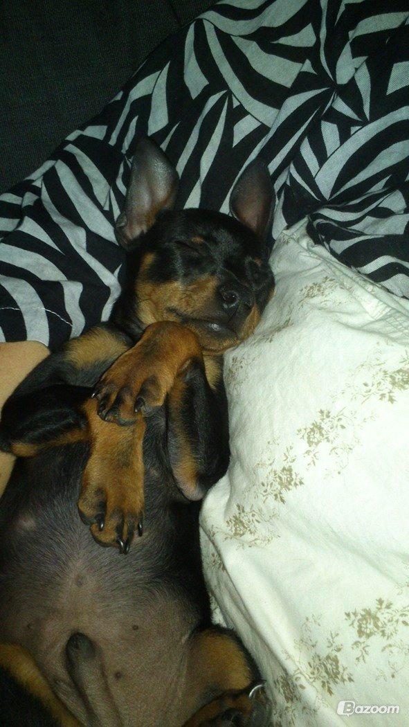 Dvaergpinscher Dobber billede 8