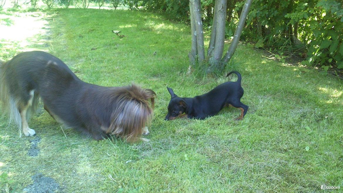 Dvaergpinscher Dobber billede 9