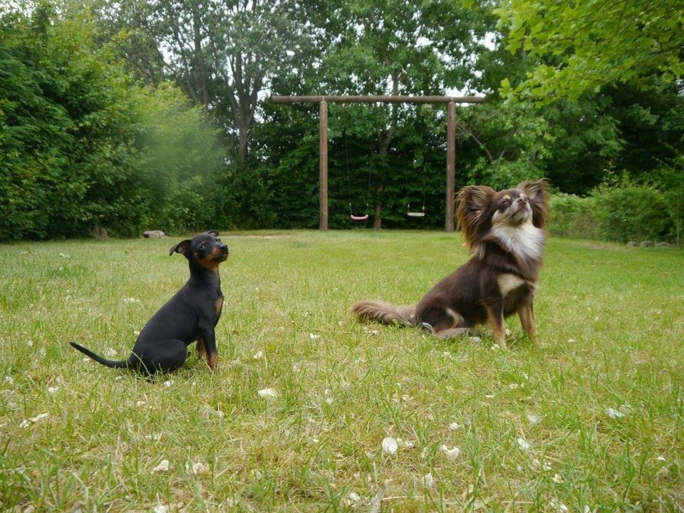 Dvaergpinscher Dobber billede 10