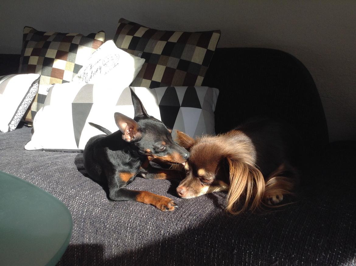 Dvaergpinscher Dobber billede 11