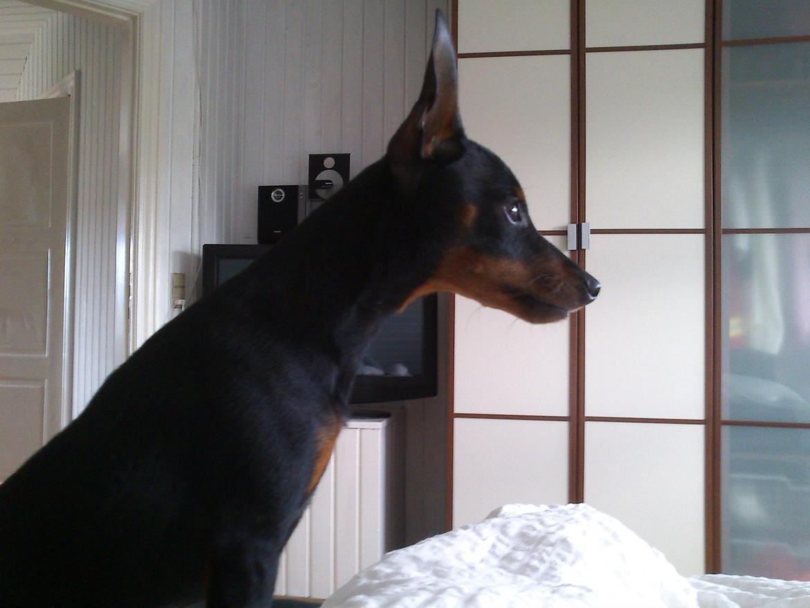 Dvaergpinscher Dobber billede 12
