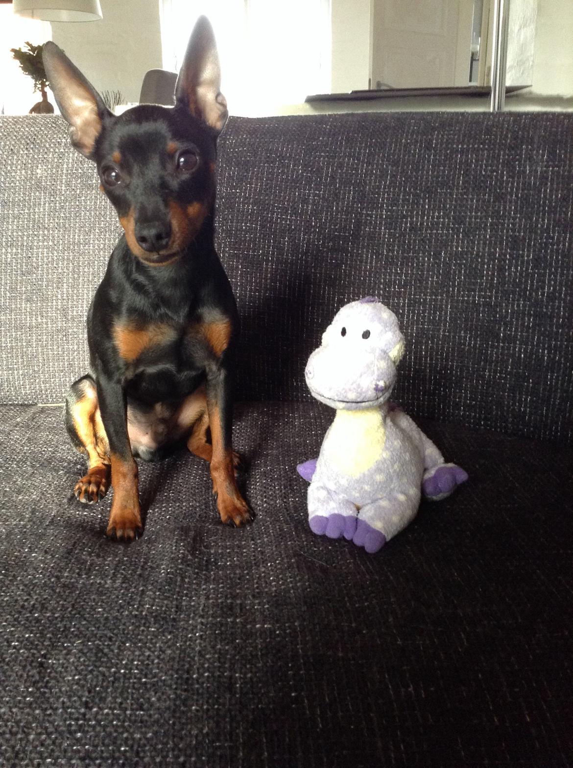 Dvaergpinscher Dobber billede 13