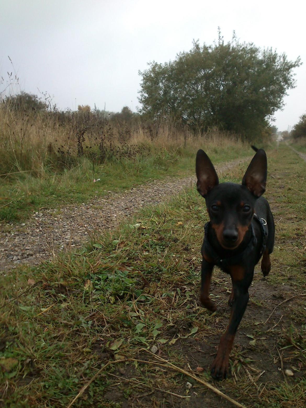 Dvaergpinscher Dobber billede 14