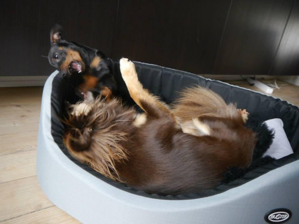 Dvaergpinscher Dobber billede 16